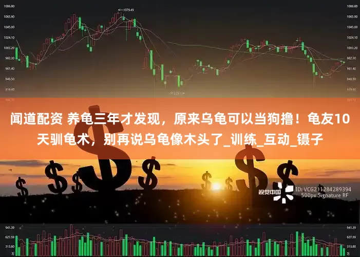 闻道配资 养龟三年才发现，原来乌龟可以当狗撸！龟友10天驯龟术，别再说乌龟像木头了_训练_互动_镊子